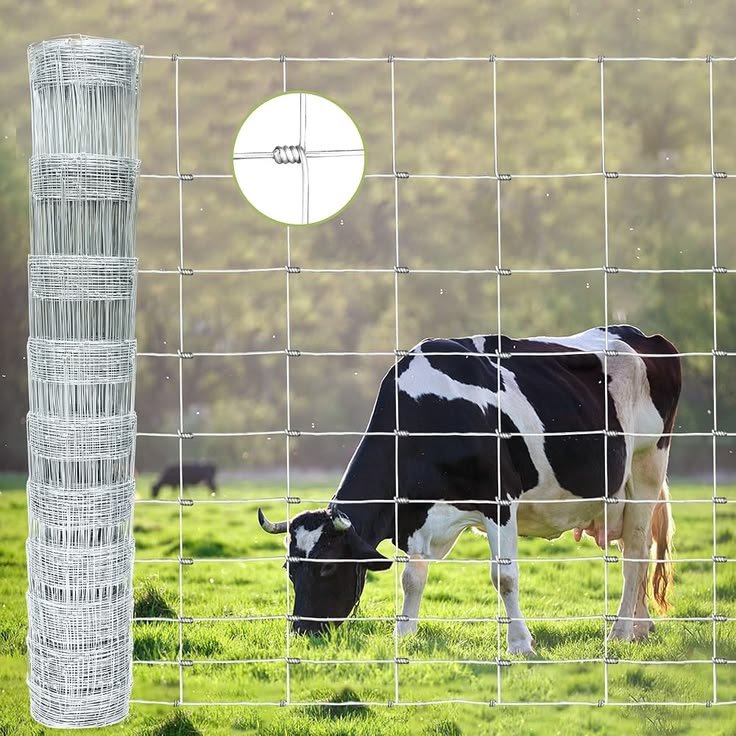 buy cow calf pairs USA