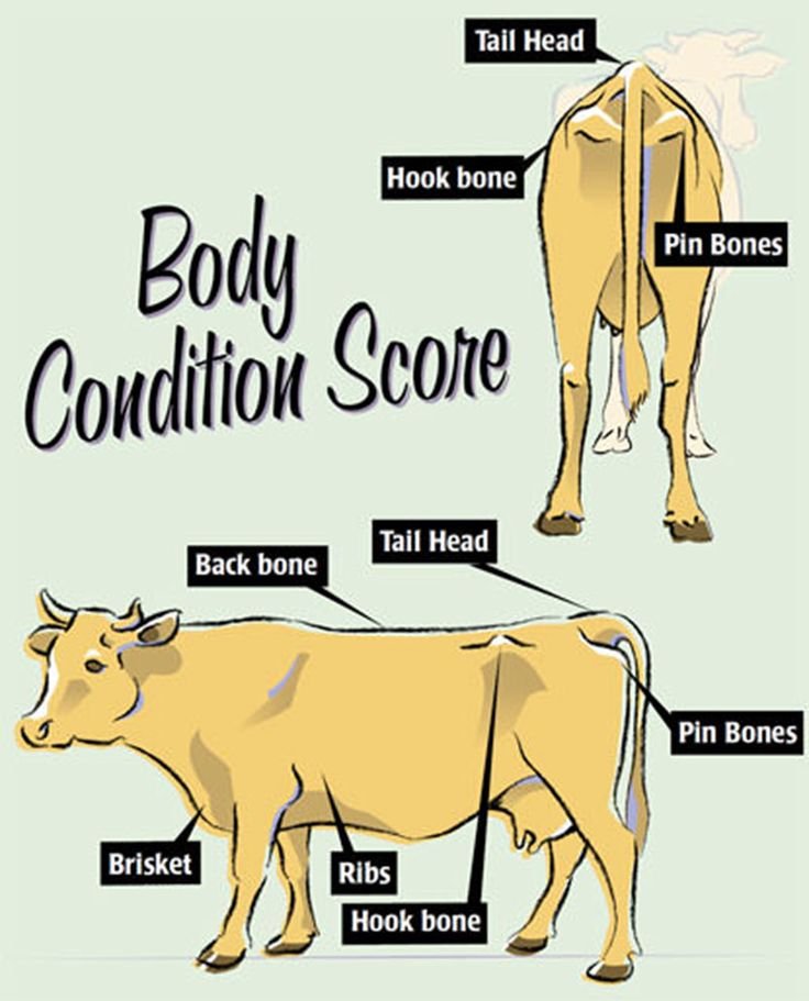 cow calf pairs near me