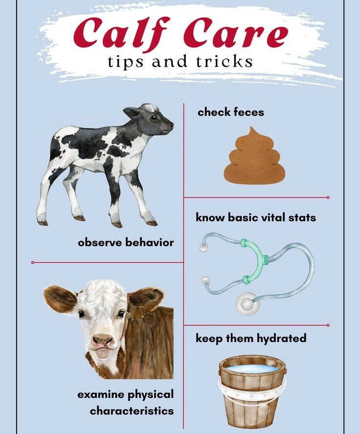 buy cow calf pairs USA