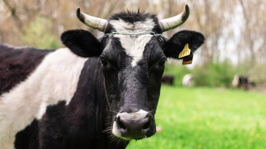 best flavored meat livestock