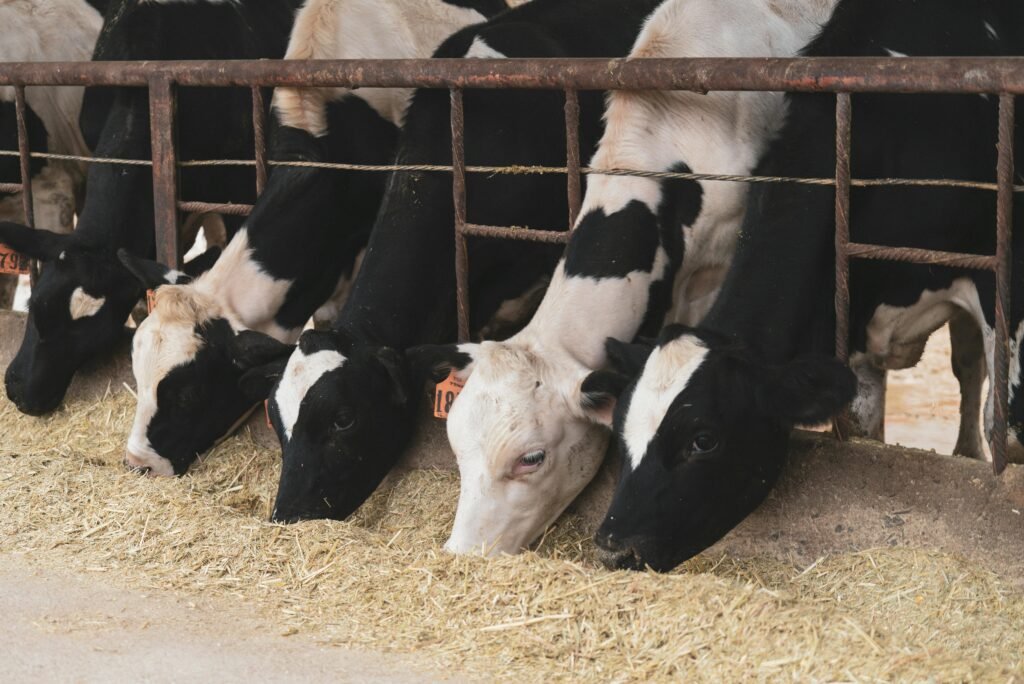 best flavored meat livestock