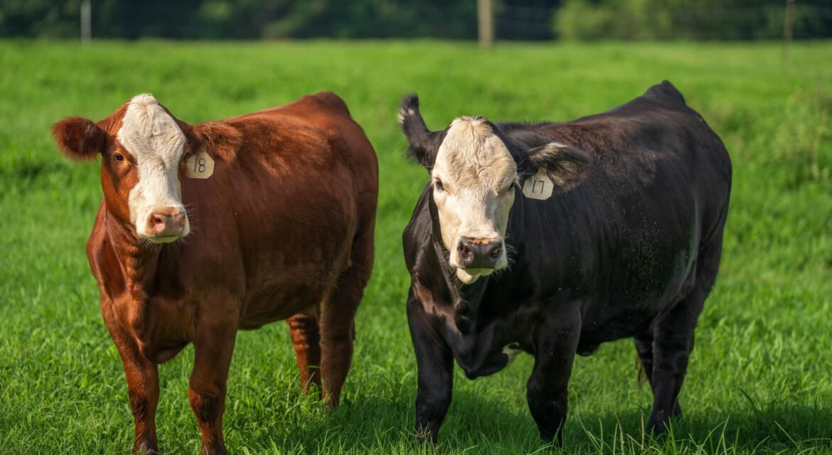 Grass-Fed vs. Grain-Fed Cattle