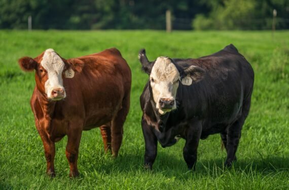 Grass-Fed vs. Grain-Fed Cattle