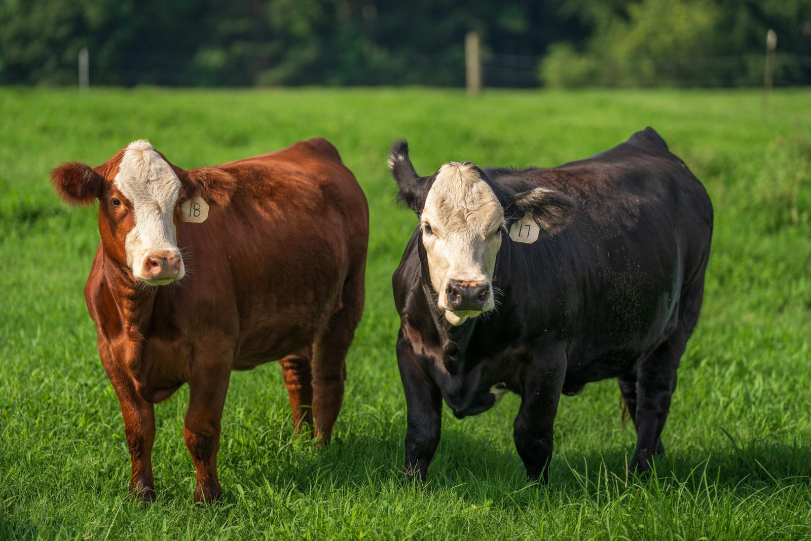 Grass-Fed vs. Grain-Fed Cattle