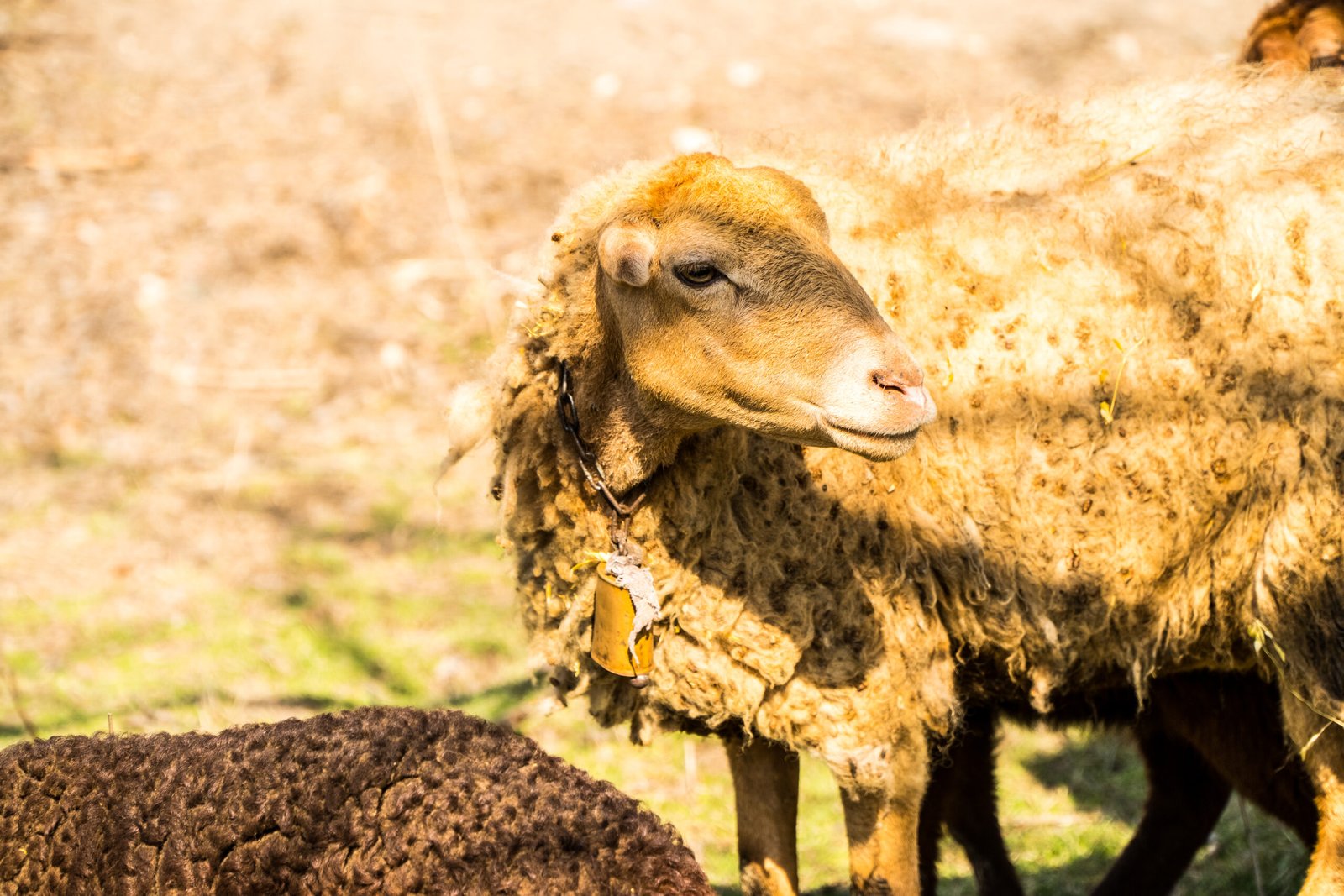 lacaune sheep for sale
