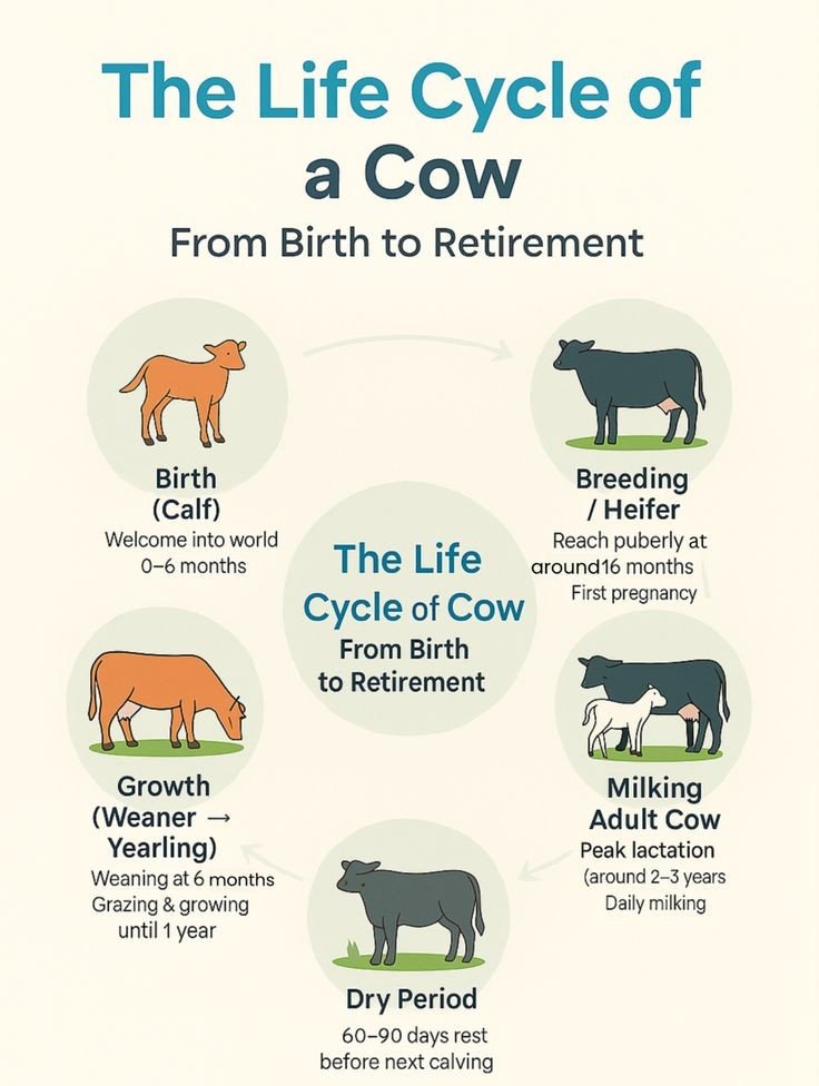 buy cow calf pairs USA