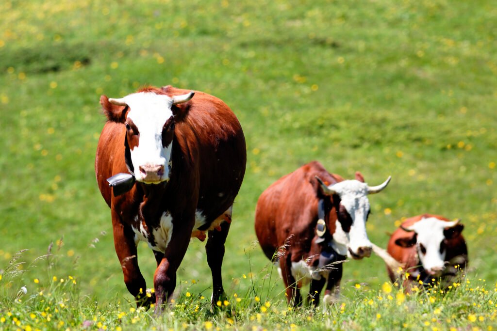 feeder cattle prices