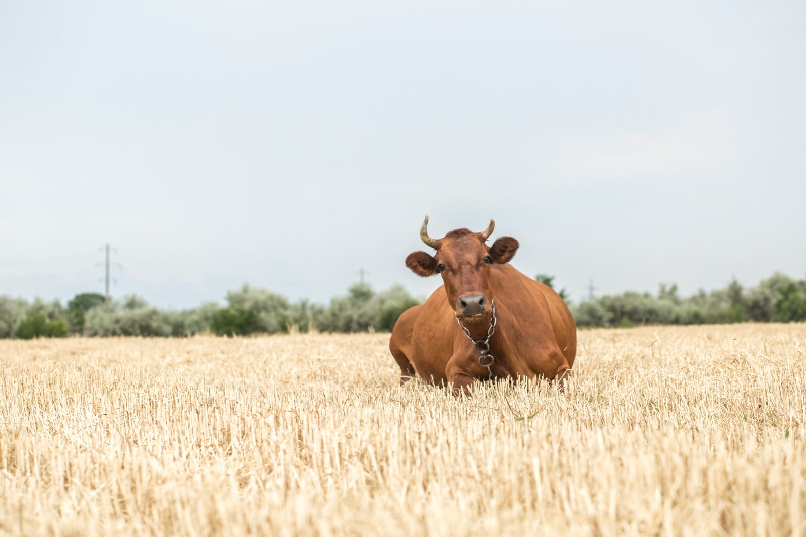 Grass-fed vs grain-fed cattle