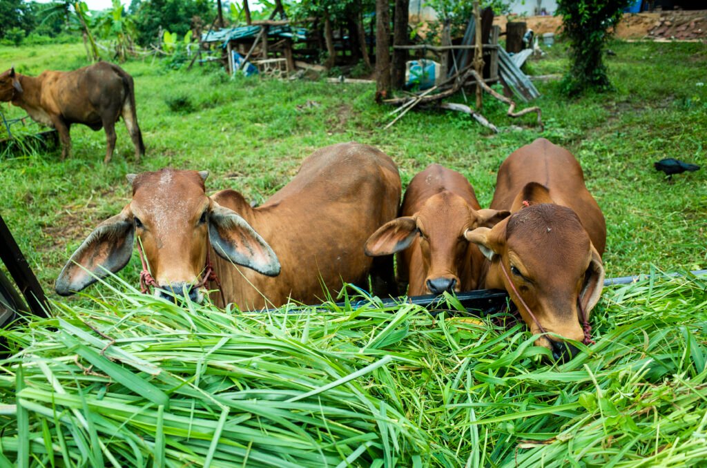 Grass-fed vs grain-fed cattle