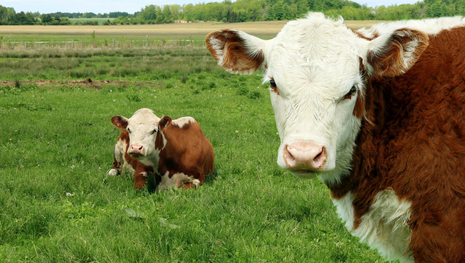 Grass-fed vs grain-fed cattle