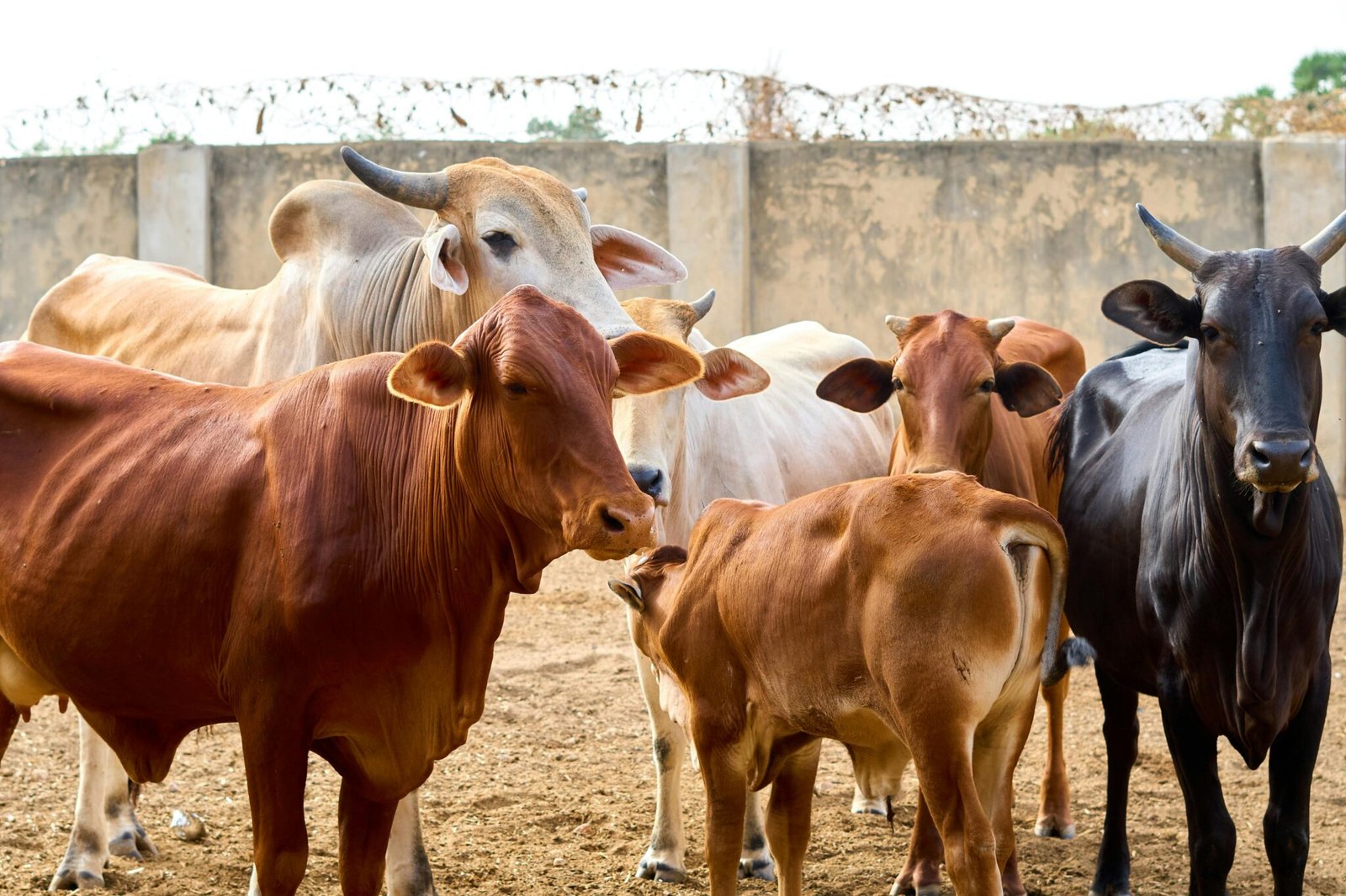 livestock for sale near me