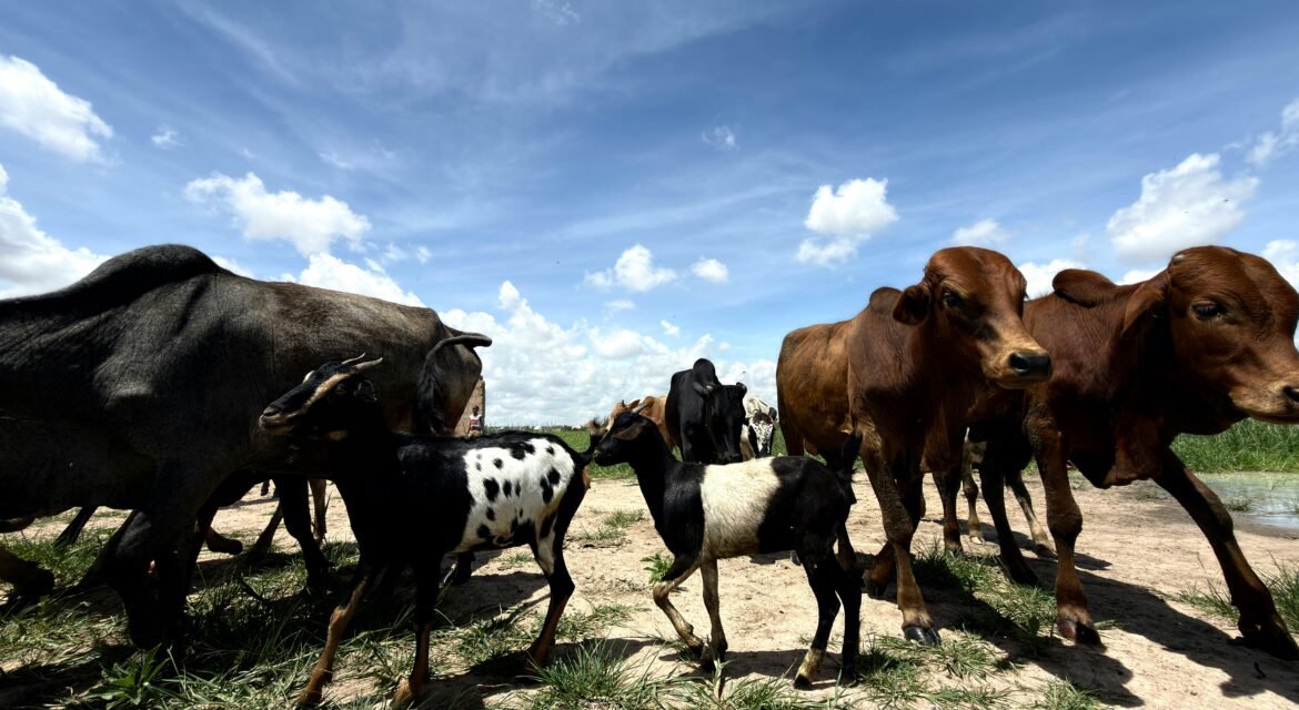 best flavored meat livestock