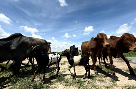 best flavored meat livestock