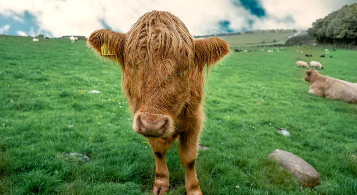 registered angus cattle for sale
