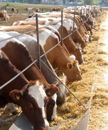 buy cow calf pairs USA