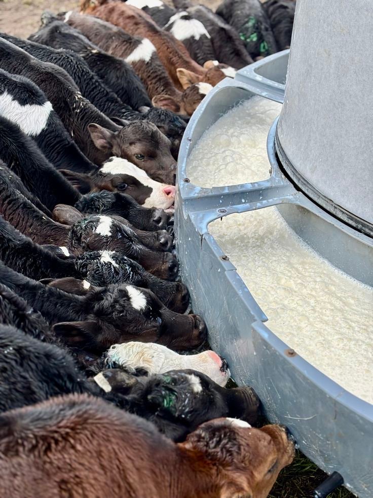 buy cow calf pairs USA