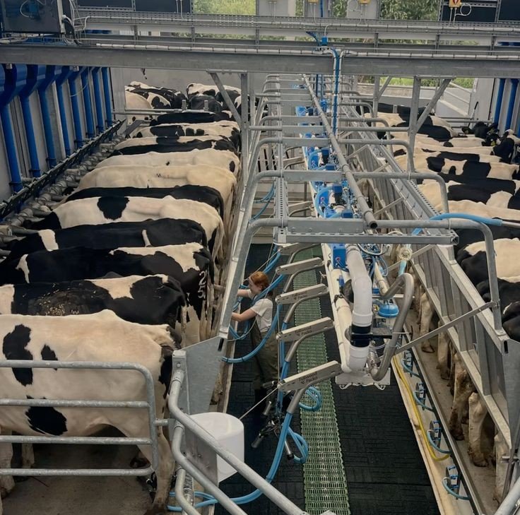bred cows for sale