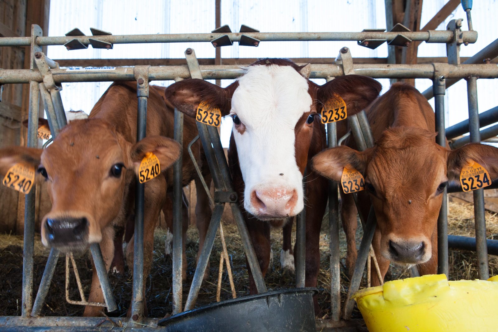 Grass-fed vs grain-fed cattle