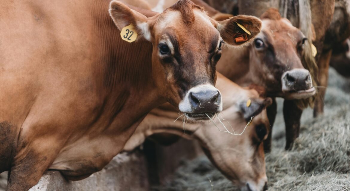 feeder cattle prices