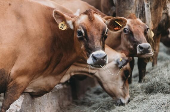 feeder cattle prices