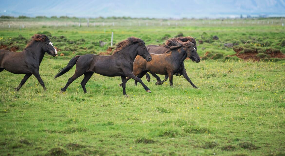 mustang horse for sale
