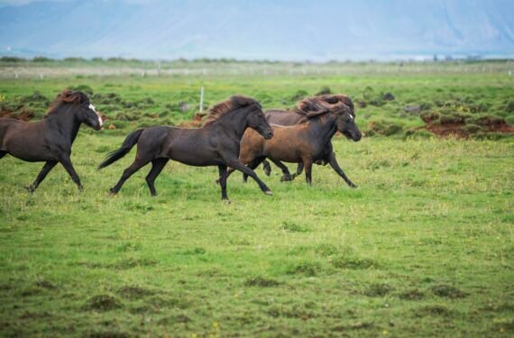 mustang horse for sale
