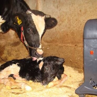 registered black angus cattle for sale