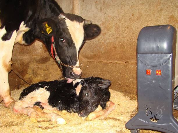 registered black angus cattle for sale