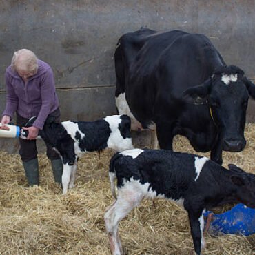 registered angus heifers for sale