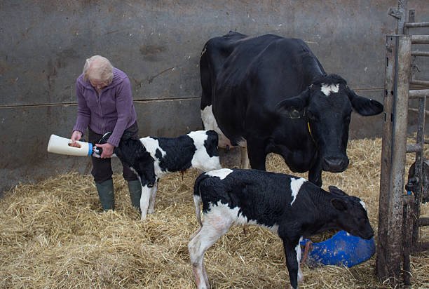registered angus heifers for sale