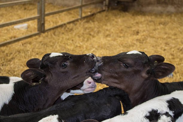 registered angus heifers for sale