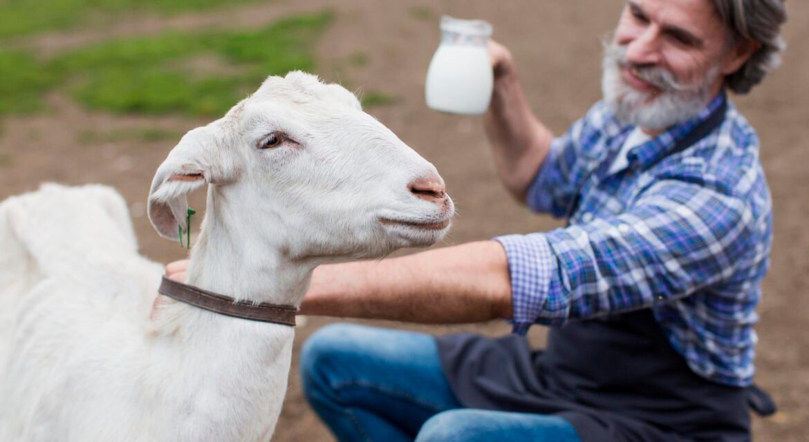 lacaune sheep for sale