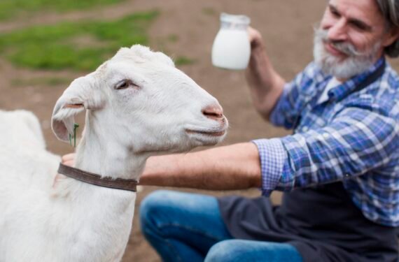 lacaune sheep for sale