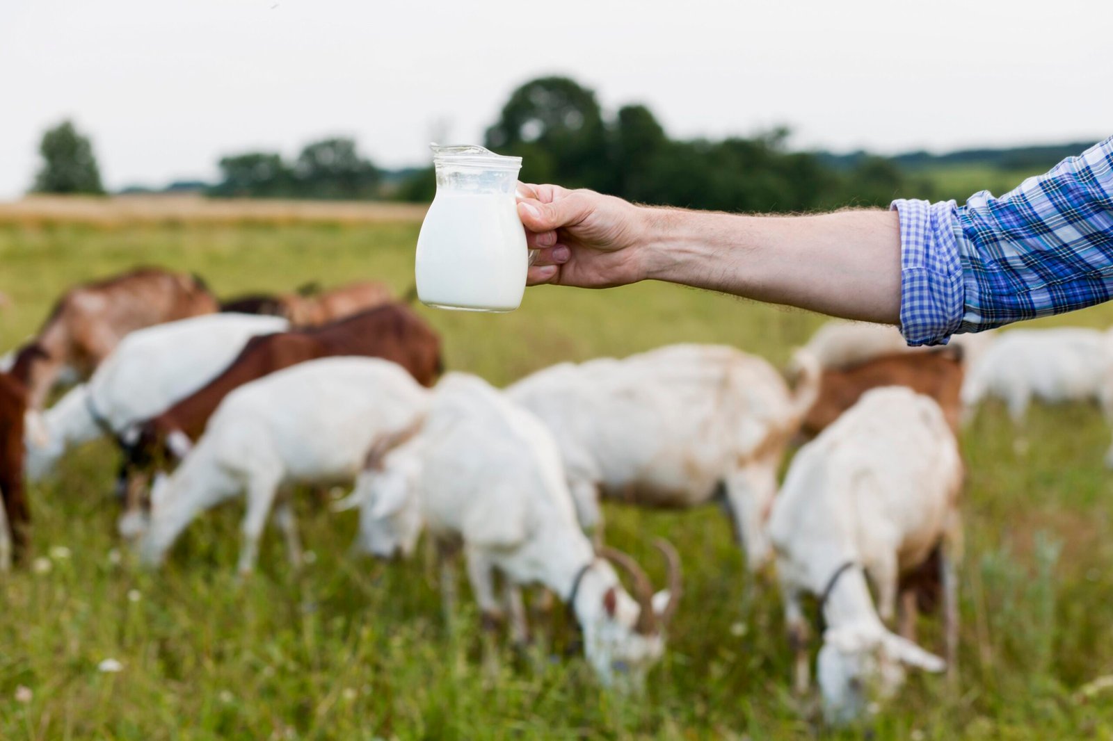sheep milk production