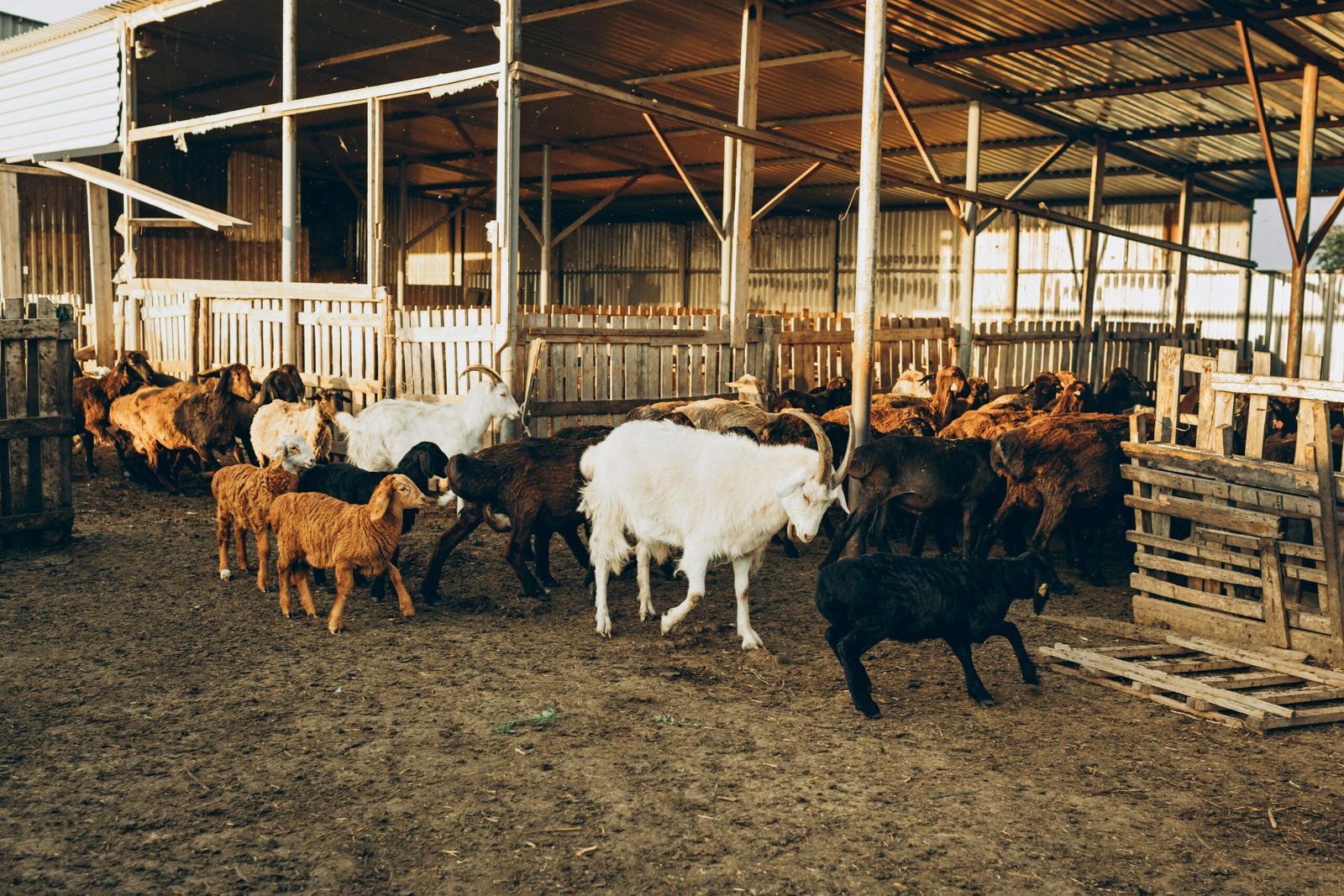 livestock for sale near me