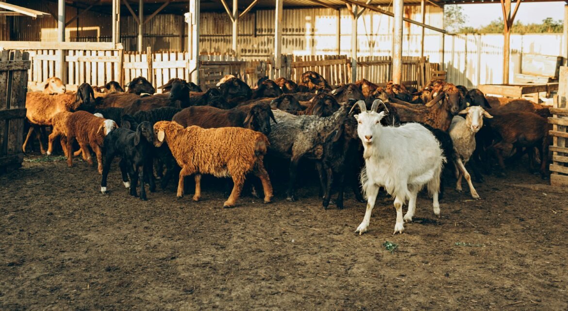 livestock for sale near me