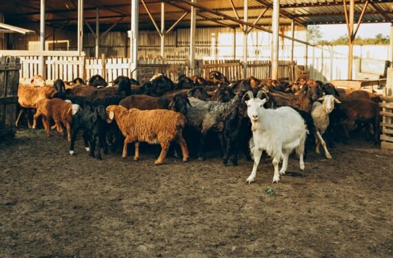 livestock for sale near me