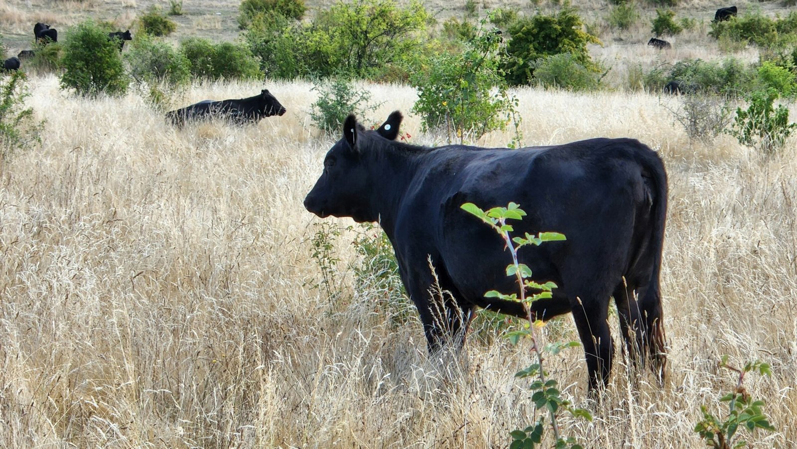 registered angus cattle for sale