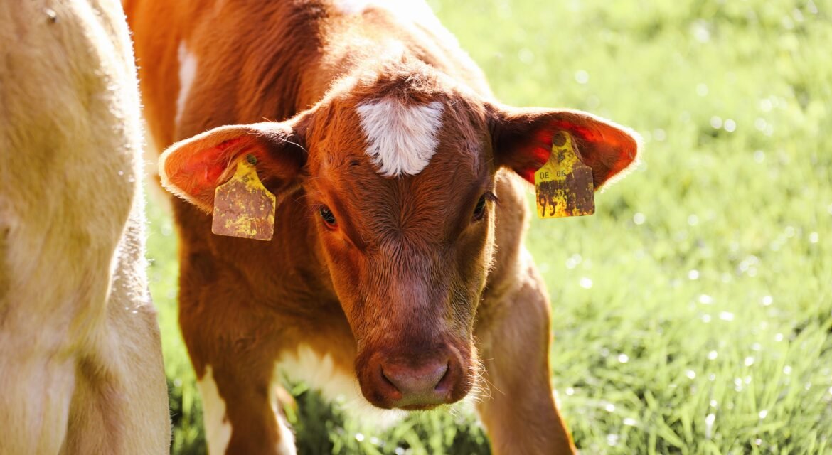 cow calf pairs for sale