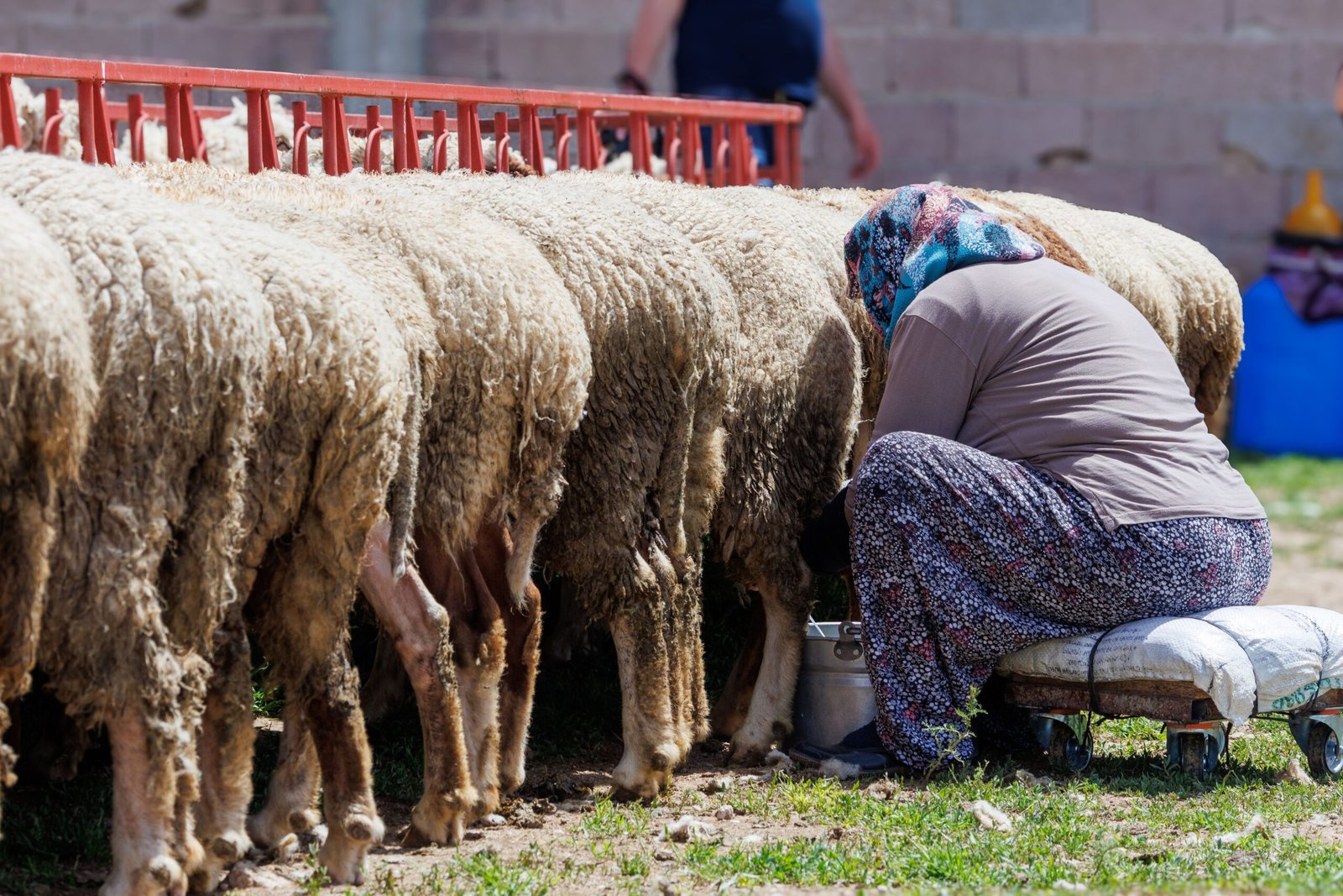 sheep milk production