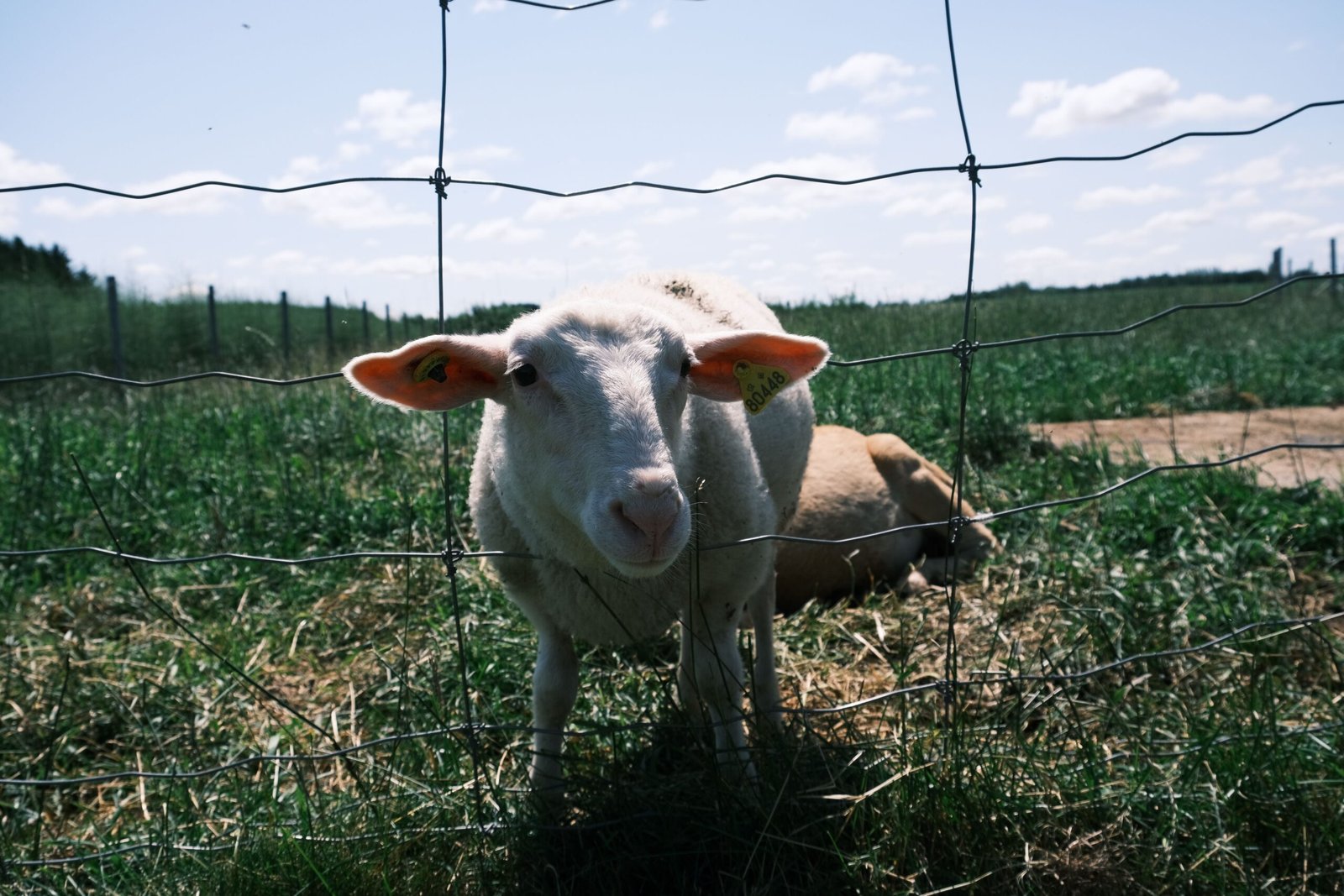 lacaune sheep for sale
