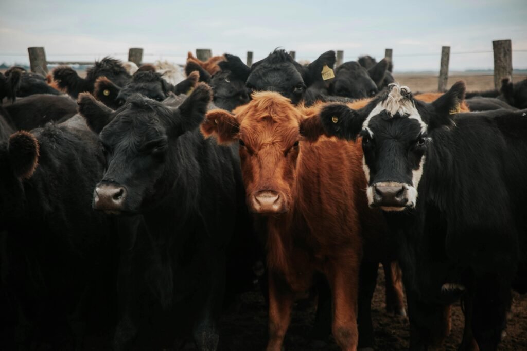 feeder cattle prices