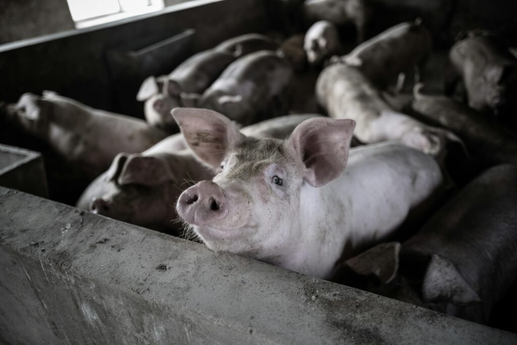 livestock for sale near me