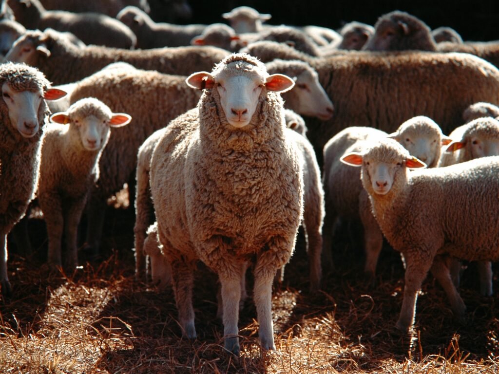 best flavored meat livestock