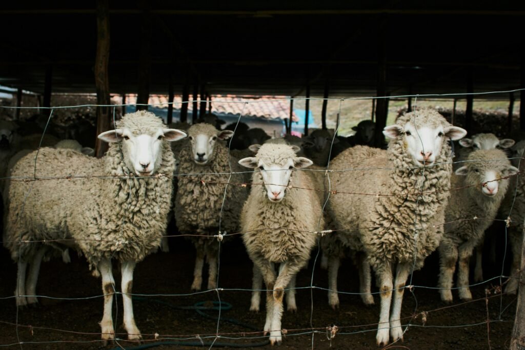 livestock for sale near me