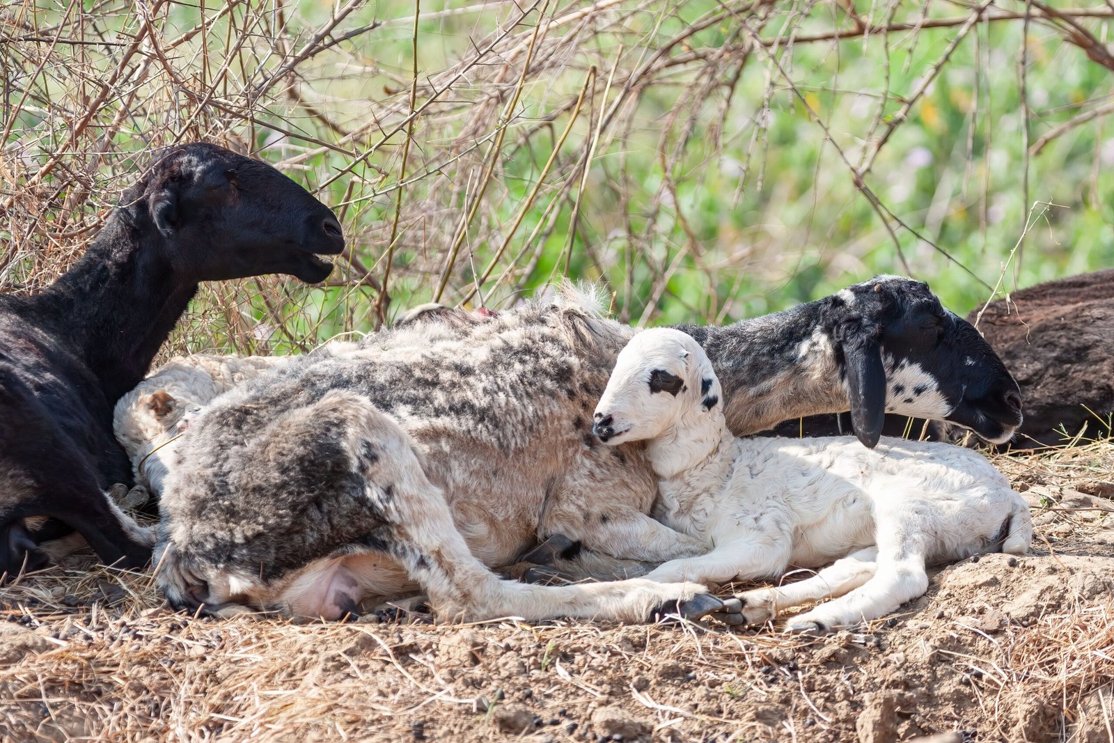 sheep milk production