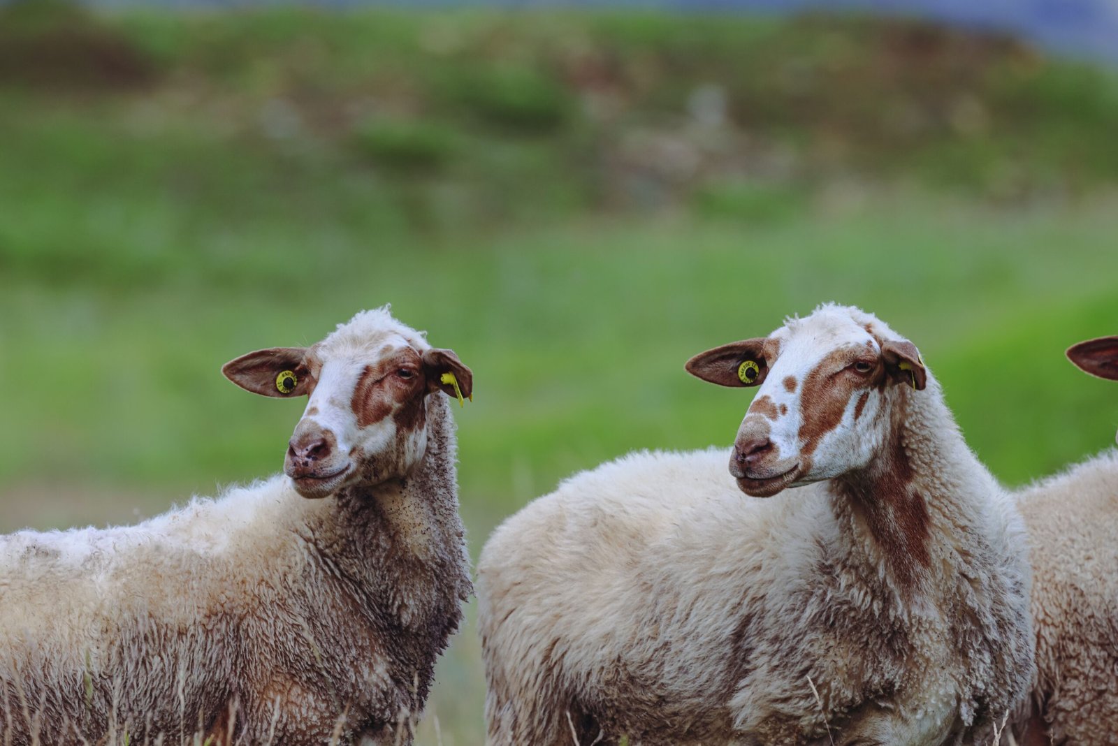 sheep milk production