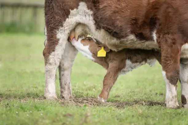 registered black angus cattle for sale