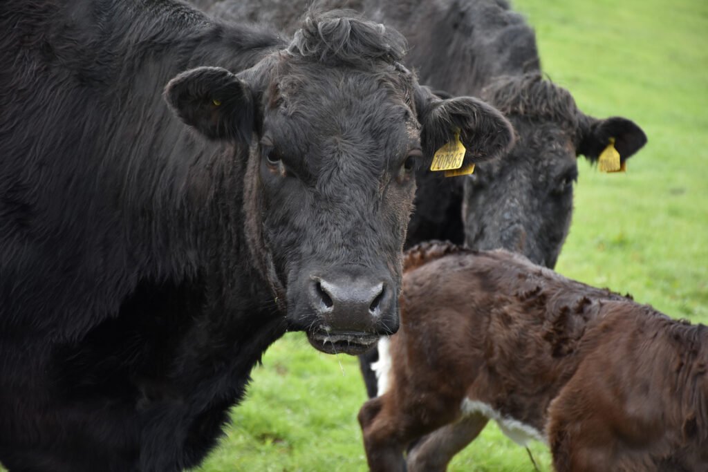 feeder cattle prices