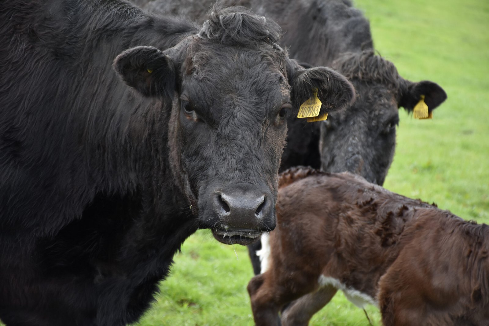 feeder cattle prices
